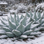 Agáva (Agave) ´HAVARDIANA´ - výška 40-50 cm, Ø 60-70 cm, kont. C50L (-20°C)